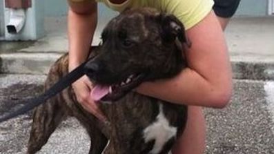 O sportivă celebră, muşcată de proprii câini. A ajuns pe masa de operaţie