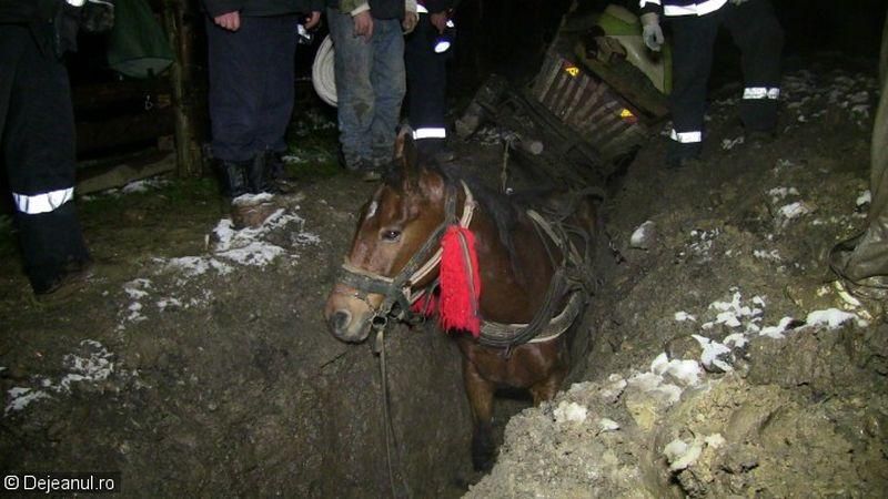 Scene şocante: un cal a căzut cu tot cu căruţă într-un şanţ săpat în mijlocul străzii, lângă Dej