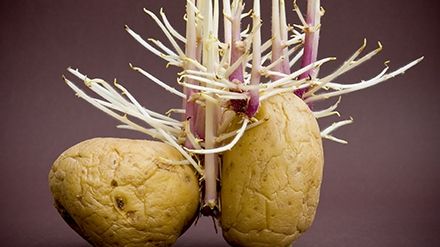 Alimente din bucătărie care pot fi extrem de periculoase 