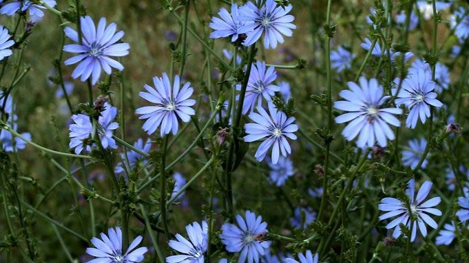 Cicoarea te poate ajuta să slăbeşti. Iată când trebuie consumată