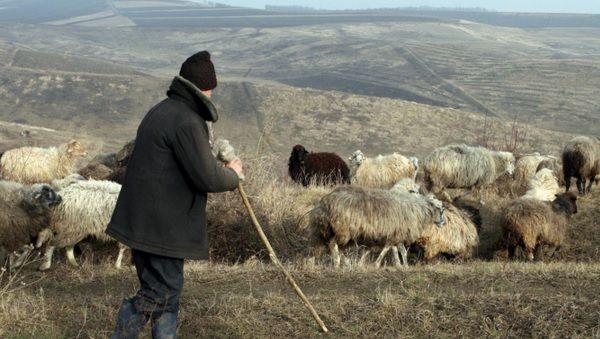 O femeie i-a propus unui cioban din Timiş o partidă de sex. Ce a urmat depăşeşte orice imaginaţie