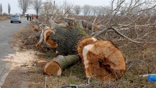 Trafic rutier îngreunat pe DN 2N. Copaci, doborâţi de vânt pe partea carosabilă