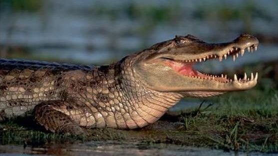 Închisoare "păzită" de crocodili flămânzi, şi nu de gardieni: în ce ţară se se întâmplă