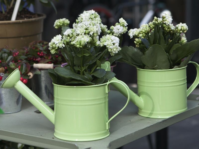 Planta care poate înlocui cu succes antibioticele. Este des întâlnită în apartamentele oamenilor