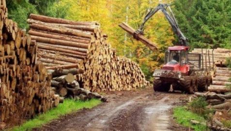 Ţara europeană care face un gest extrem, pentru a-şi proteja pădurile