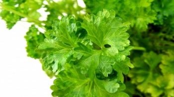 Miracolul din pătrunjel. Beneficii şi întrebuinţări