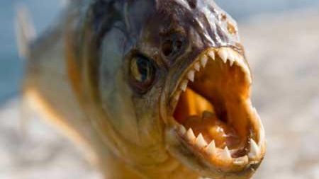 Declarația care a făcut înconjurul lumii. Cine vrea să facă o închisoare păzită de tigri și piranha