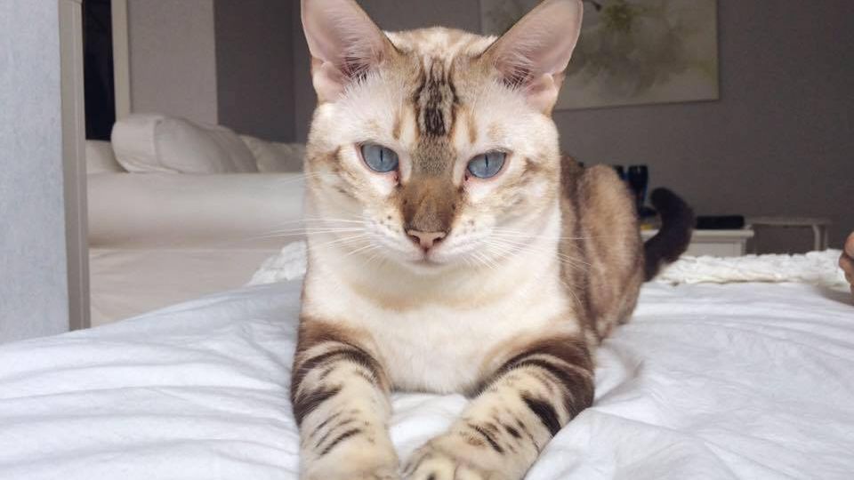 Poveste incredibilă: cum a reuşit această pisică să-i salveze viaţa stăpânei ei