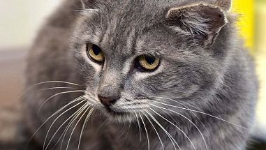 Cum arată motanul cu trei urechi: "Este, în mod evident, un lucru extrem de rar"