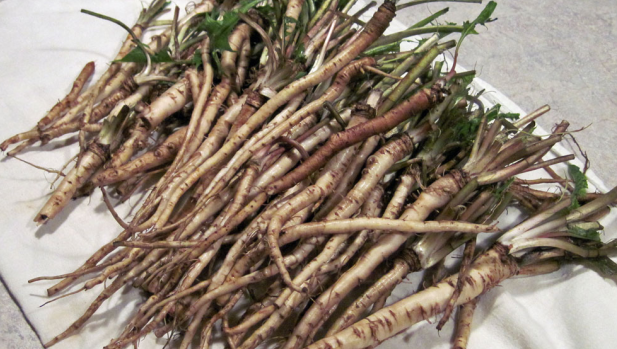 Celulele canceroase se descompun în doar câteva zile cu ajutorul acestei plante