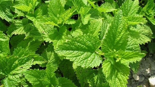 Mulţi cred că este o buruiană, dar această plantă minune tratează una dintre cele mai grave boli