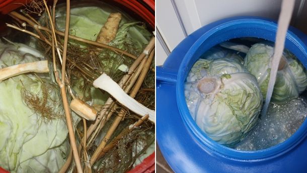 Legătura incredibilă dintre varza murată şi cancer. Nu s-a ştiut asta până acum