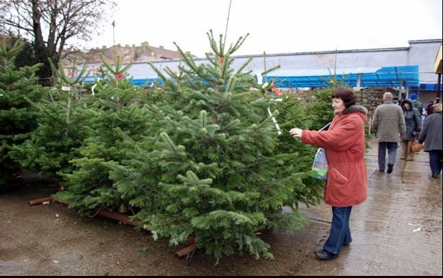 La ce să fii atent când alegi bradul de Crăciun. Trucuri ca să nu dai greș
