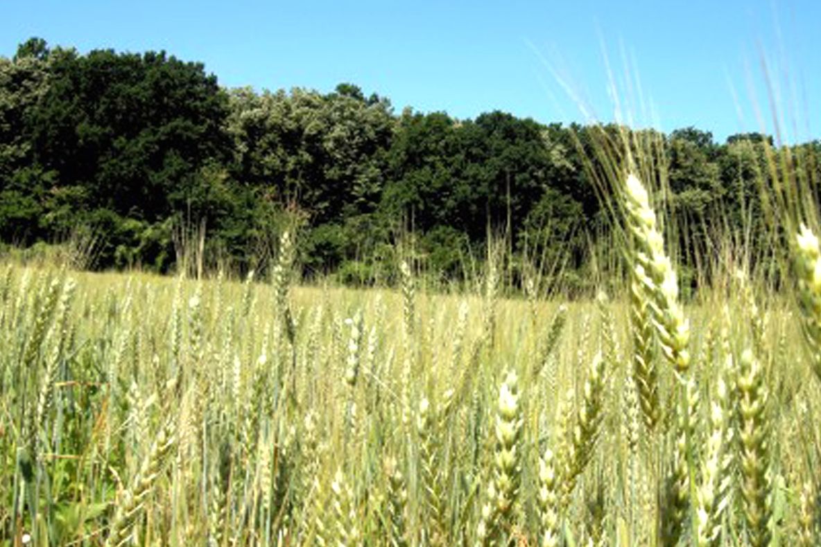 Comisia Europeană cere creșterea suprafeței de terenuri utilizate pentru agricultura ecologică. Ținta stabilită pentru 2030