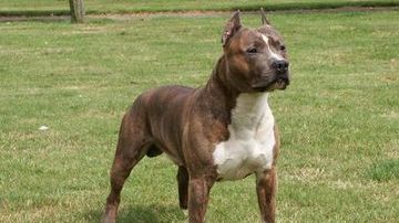 Bătrână de 80 de ani, în stare gravă la spital. A fost atacată pe stradă de doi câini de rasă