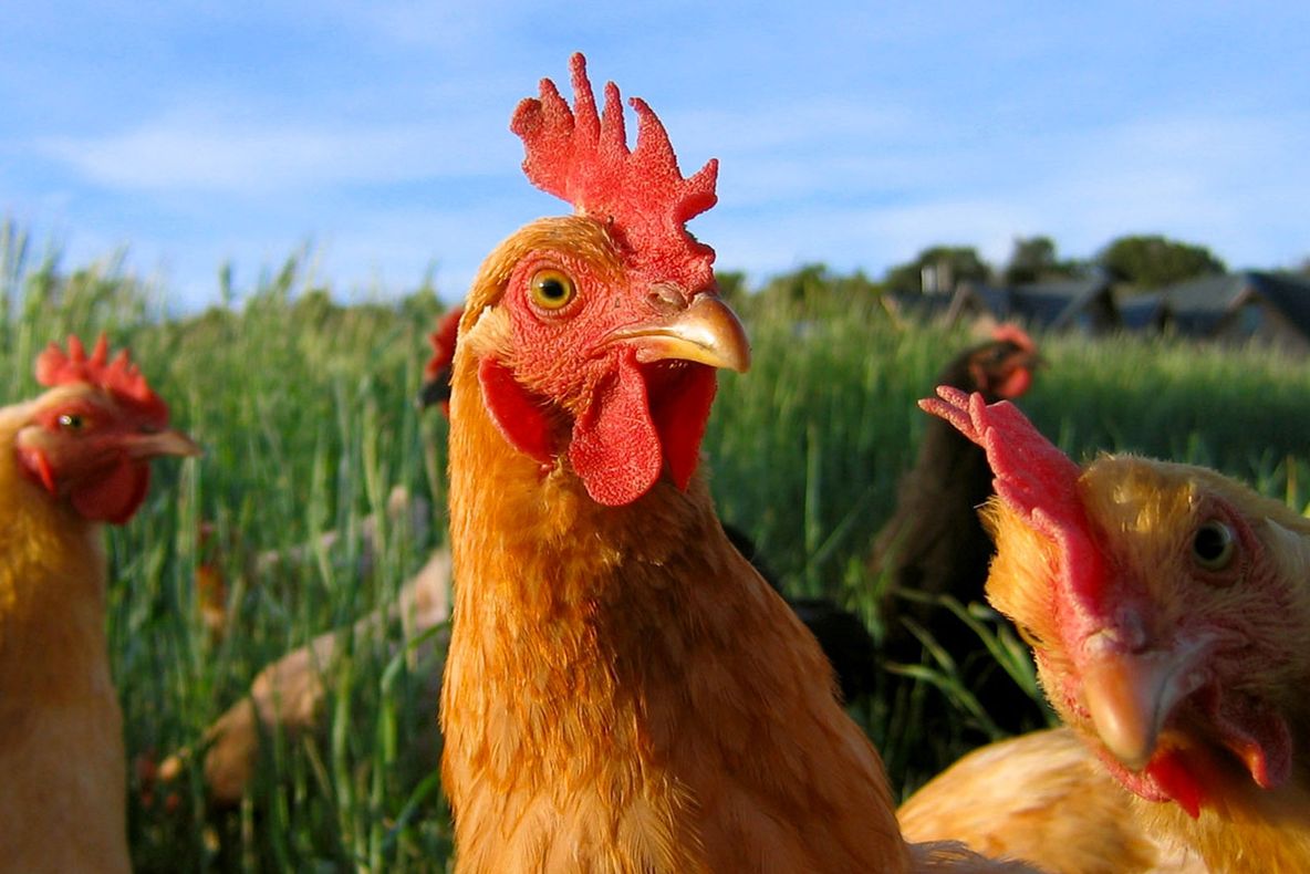 Superstiţii şi obiceiuri de Crăciun. Noapte în care animalele vorbesc. Ce se întâmplă dacă le auziţi