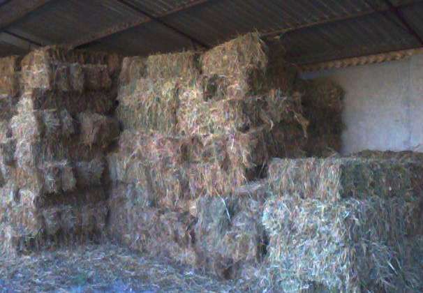 Ce ţinea un bătrân ascuns în paie. Pentru europeni n-are valoare, pentru americani e o bogăţie