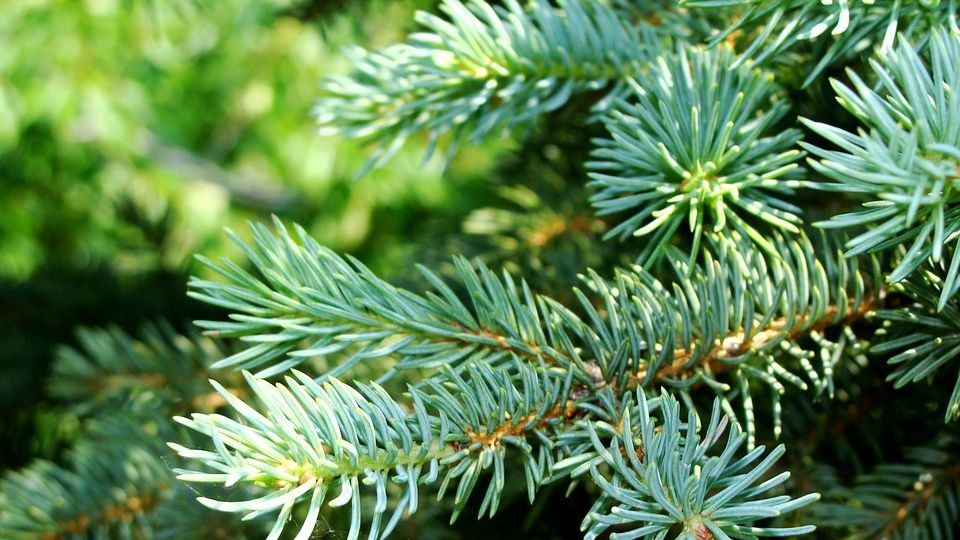 Bradul de Crăciun extraordinar de frumos: nimeni nu îl crede real. Fotografia făcută întâmplător