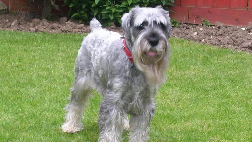 Video emoţionant. S-a întors acasă după doi ani, iar câinele a leşinat de bucurie!