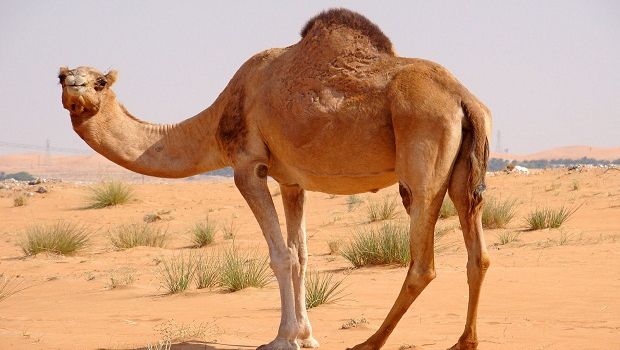  Şocant. Familie dezbinată din cauza unei cămile. Cum a fost posibil