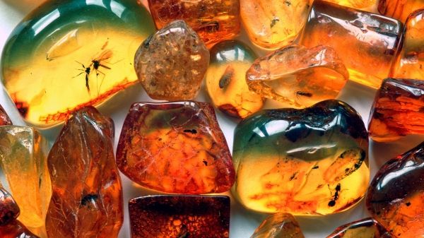 Captură impresionantă de chihlimbar la Sighetu Marmației