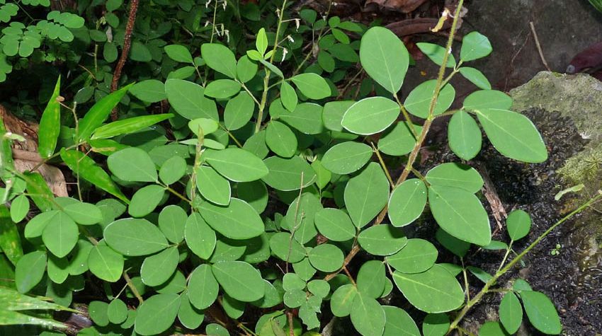 Planta miraculoasă care ajută la refacerea ficatului