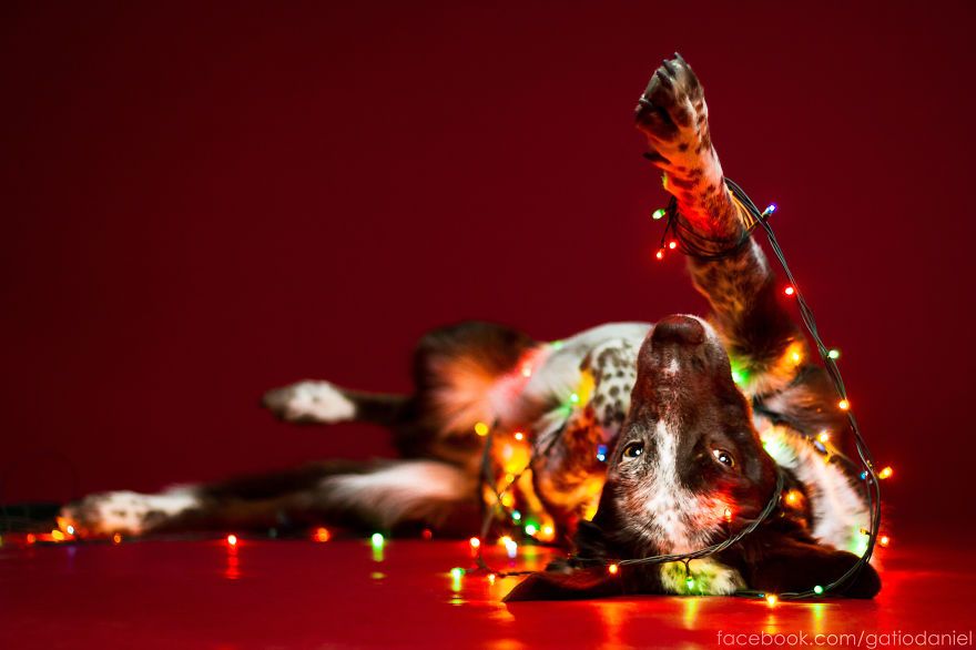 Top 10 fotografii cu cei mai drăguți căței îmbrăcați în haine de sărbătoare