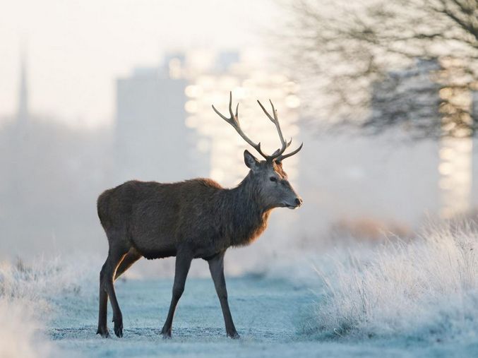 Solstiţiu de iarnă. Galerie foto spectaculoasă 