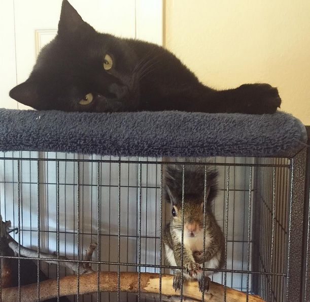 O veveriţă a ajutat cercetătorii să aducă la viaţă o floare care a trăit acum 30 000 de ani