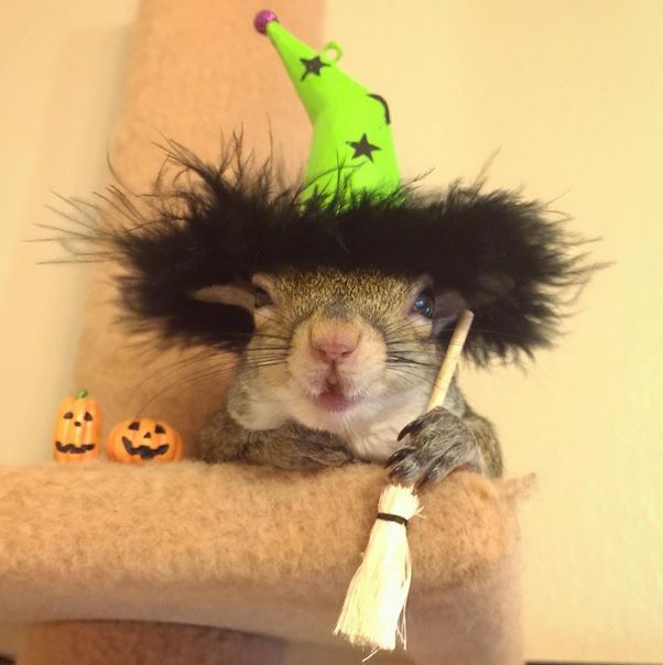 Cea mai adorabilă veveriţă de pe internet