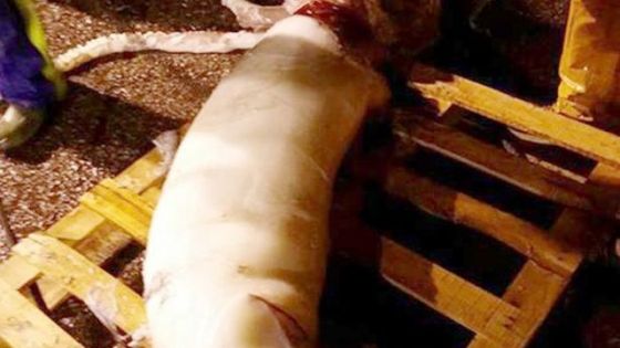 Erau la pescuit când au simţit că năvodul s-a îngreunat foarte tare.Au încremenit când au văzut ce e