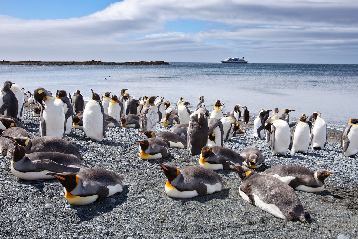 Cum arată o insulă locuită doar de pinguini. Imagini care îţi frâng inima 