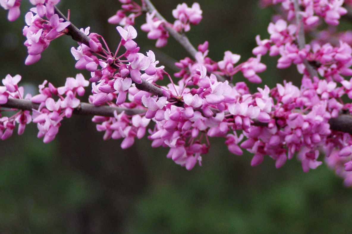 Pomii au înflorit, în decembrie, din cauza temperaturilor ridicate. Când vine frigul