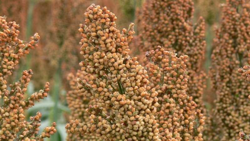 Sorgul, un înlocuitor excelent al pâinii. Iată de ce este mai sănătos decât grâul