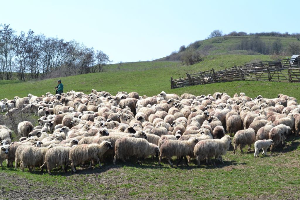 Aleşii stabilesc prin lege câţi câini sunt permişi la o stână. Cioban: Nu putem să îi omorâm