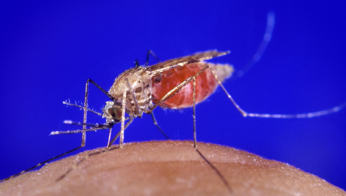 Țânțarii ar putea dispărea de pe Pământ. Ce pun la cale oamenii de știință