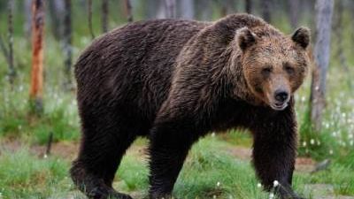 Apariţie surprinzătoare pe străzile din Ploieşti, în noaptea de Crăciun. Localnicii, înspăimântaţi