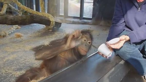 Reacţia incredibilă a unui urangutan păcălit de trucurile unui vizitator