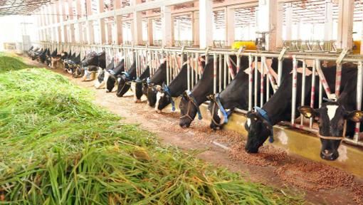 Cum arată creatura care a uimit un oraș intreg. Seamănă cu un unicorn