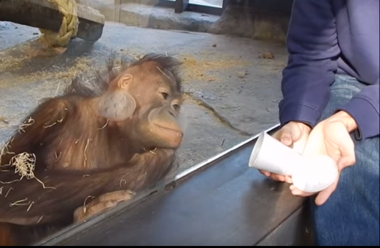 Și-a făcut ”numărul de magie” în fața unei maimuțe. Reacția primatei, de milioane