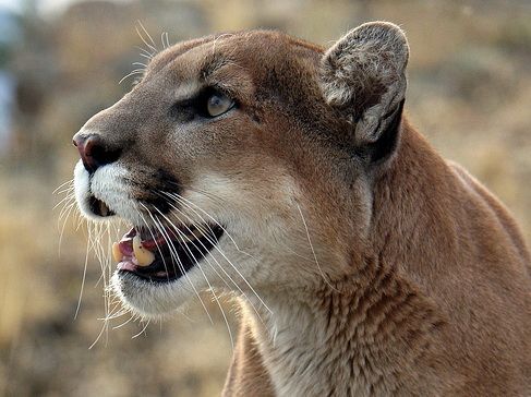 Credea că vânase un superb exemplar de leu. Când s-a apropiat, s-a îngrozit. CE era, de fapt