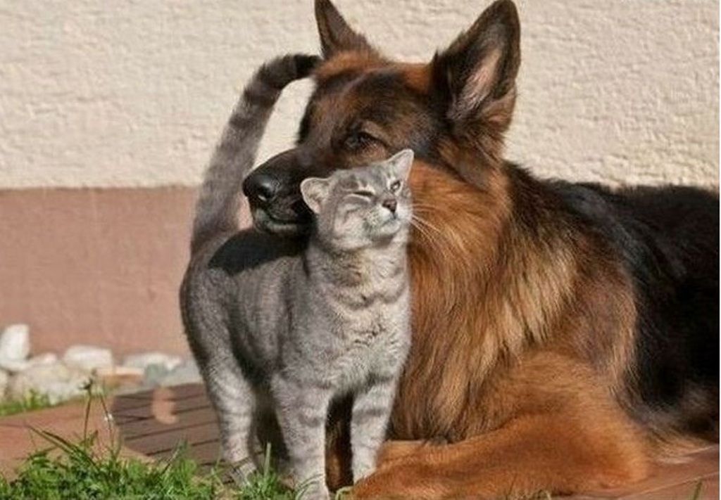 Oraşul din România în care va fi interzis să ai câine sau pisică dacă vecinii nu vor