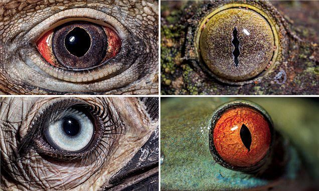 Poți să ghicești animalul doar privindu-l în ochi? Galerie foto excepțională