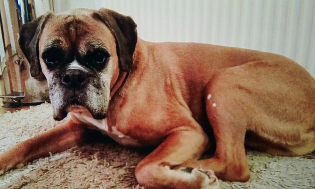 Şi-au clonat câinele pentru 67.000 de lire sterline. Care este rezultatul - FOTO