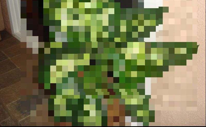 Planta de apartament care poate ucide un copil într-un minut. E adesea întâlnită în casele românilor