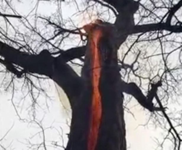 Mergeau prin pădure când au descoperit un copac arzând. S-au apropiat de el și s-au cutremurat