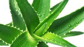 Leacuri de acum 3000 de ani. Cum se foloseşte corect aloe vera şi ce afecţiuni tratează