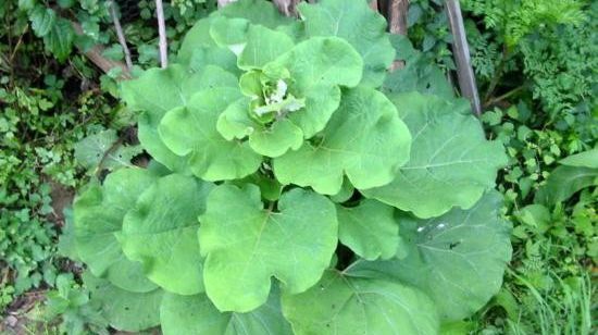 Este cea mai banală buruiană, însă are efecte miraculoase. Tratează diabetul, reumatismul şi acneea