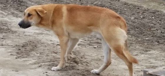 A salvat un câine de la moarte apoi a postat un mesaj cutremurător pentru stăpân: "A mâncat crengi"