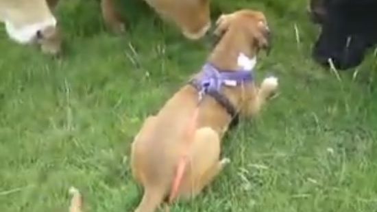 Momentul în care un boxer întâlneşte o turmă de vaci pentru prima dată. Cum reacţionează câinele